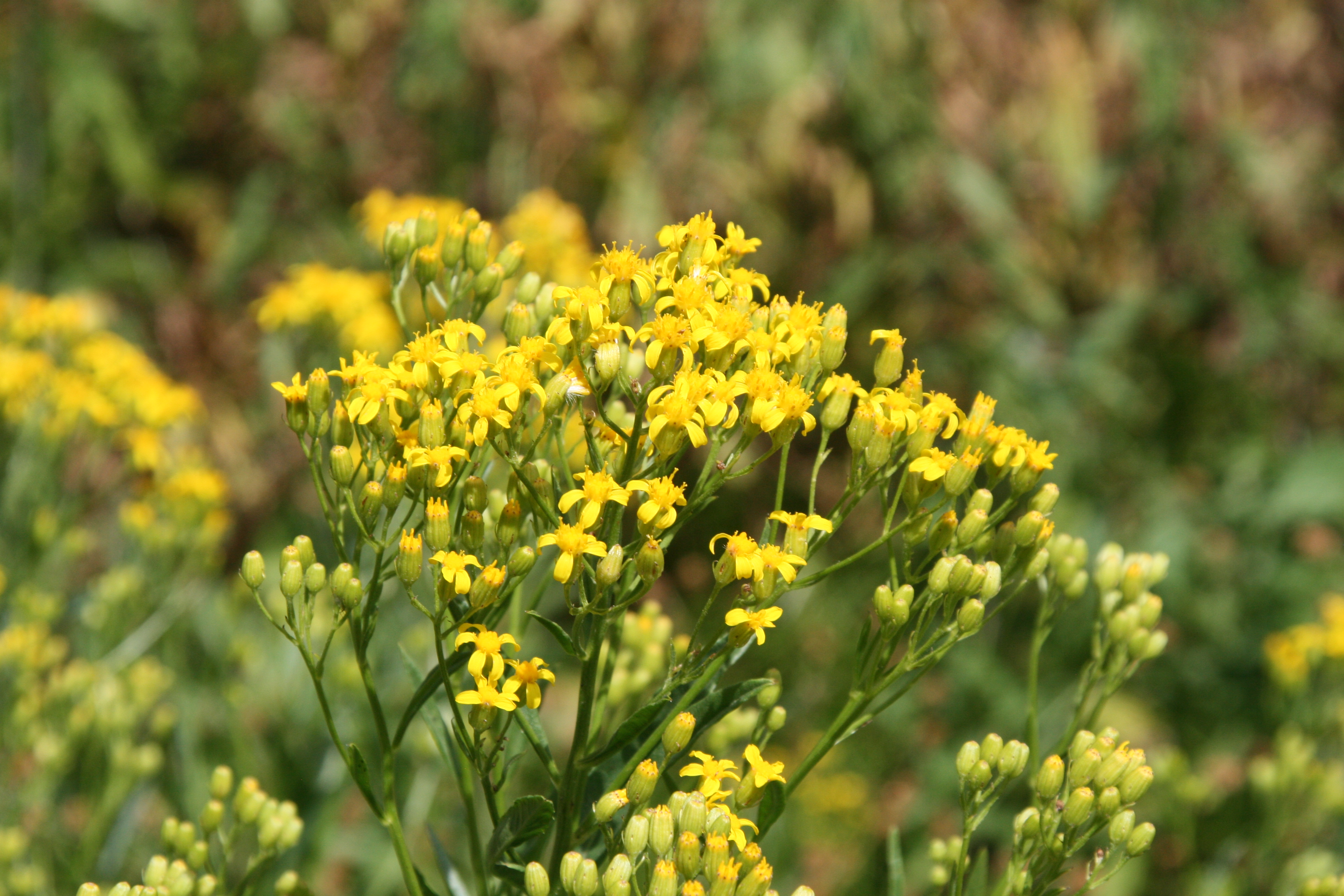 tall ragwort (Senecio serra)